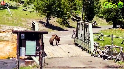 35 Intense Bear Hunts That Show Their Ruthless Power 🐻