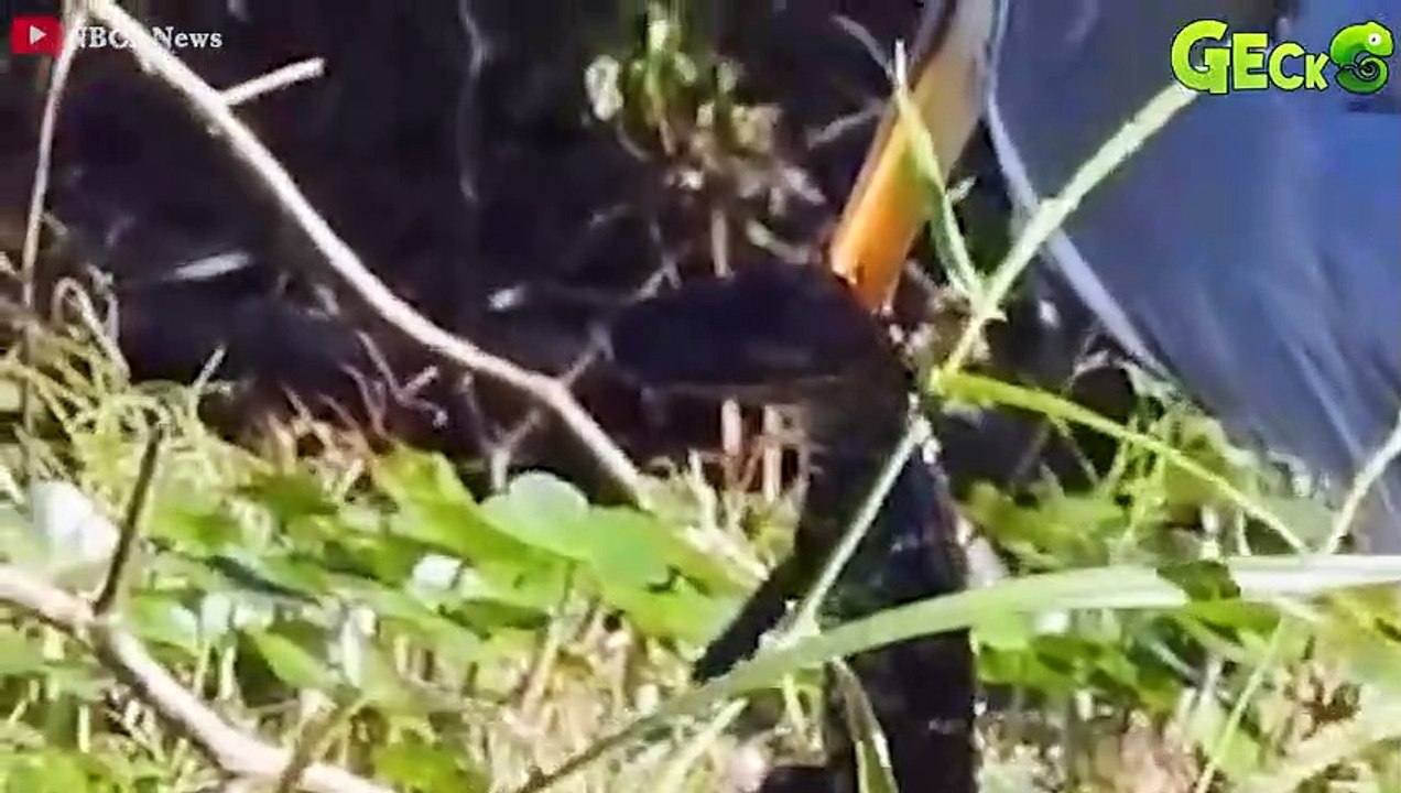 35 Fierce Battles When Ferocious Birds Strike Their Prey   Animal Fight