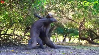 35 Moments Komodo Dragon Hunt Wild Horses, Let's See How They Are   Animal Fight