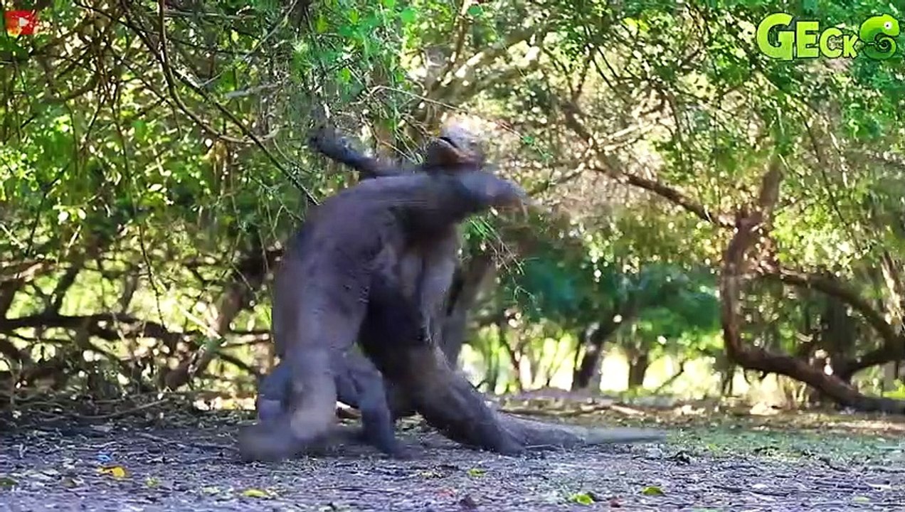 35 Moments Komodo Dragon Hunt Wild Horses, Let's See How They Are   Animal Fight