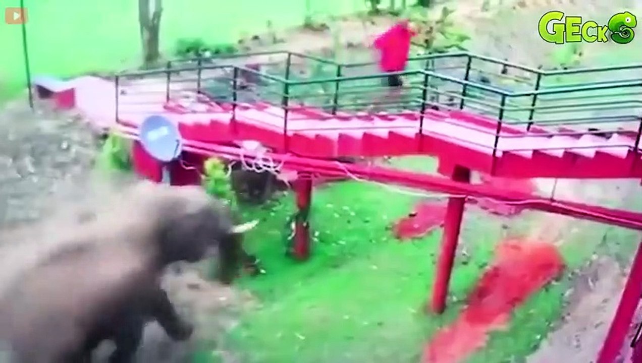 35 Moment Angry Elephant Charges At Cars And Tourists In A Frenzied R.ampage   Elephant Attack