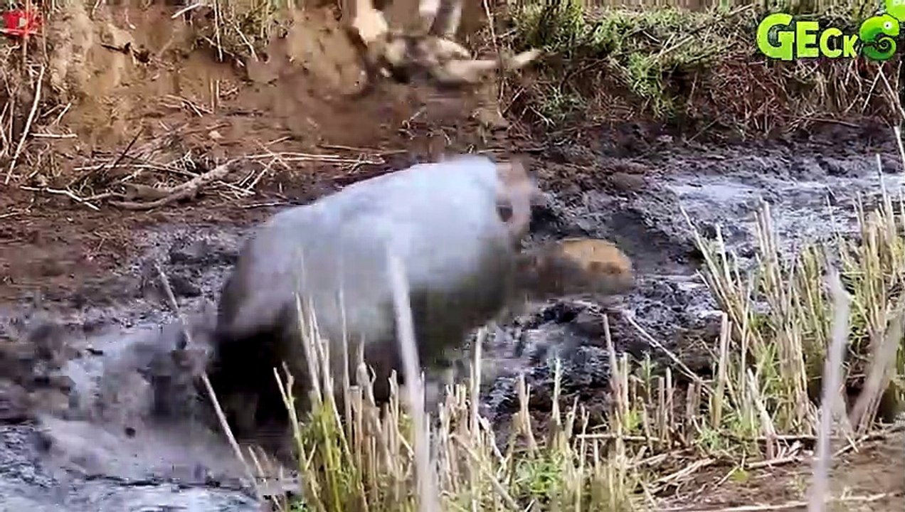 35 Moments Confronting A Hippo You Don't Watch Alone   Animal Fight