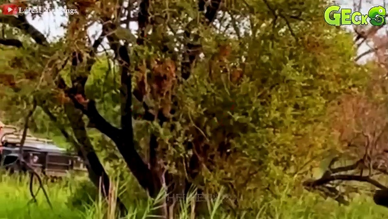 35 Moments of Lion Hunting Buffalo How This Chase Takes an Unexpected Turn   Animal Fight