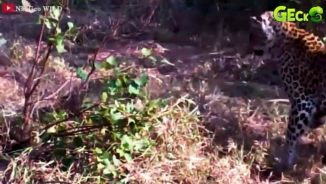 35 Moments When Hungry Pythons Swallow Big Cat Animals Mercilessly   Python vs Tiger