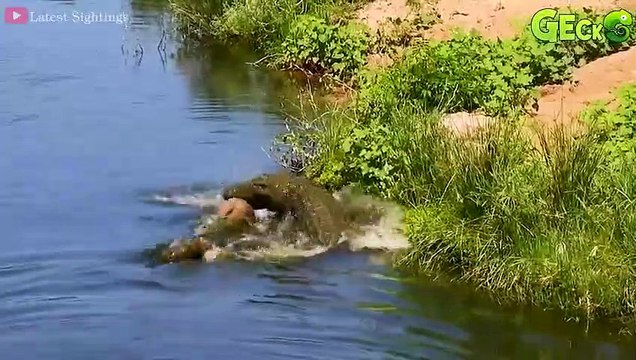 35 Moments When A Crazy Crocodile Suddenly Rushed To Bite The Poor Buffalo's Jaw Off Animal Fight