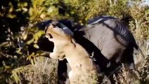 Aghast! Ferocious Elephant Rushes To Torture Lions Brutally To Save Her Calf - Lion Fail