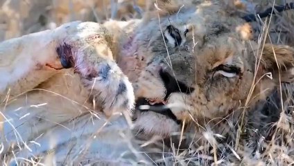 Battle In The Mud! Aggressive Lion Was Bitten Head Off By Angry Hippo While Risking His Life To Hunt