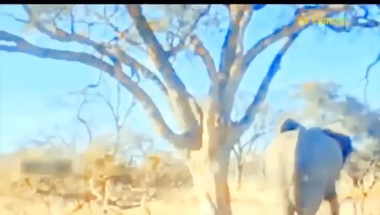 Bloodthirsty Lions Surround And Attack Elephant Giving Birth - Can The Baby Elephants Escape Death