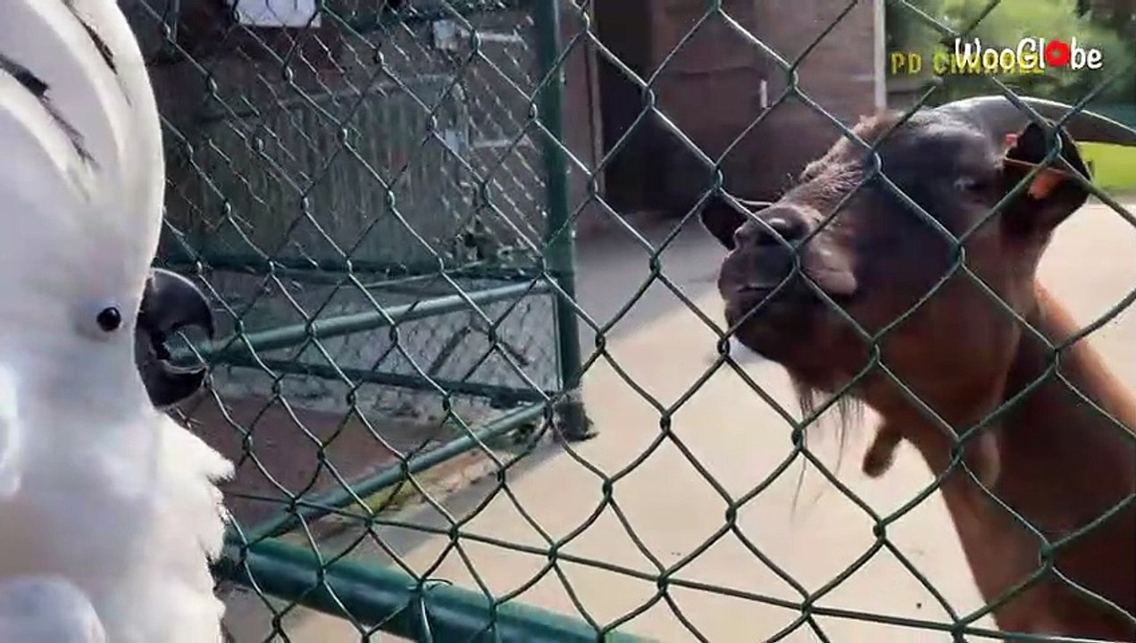 Buffalo Is Too Strong! Painful Lion Was Attacked And Tortured By Deadliest Buffalo To Protect Calf