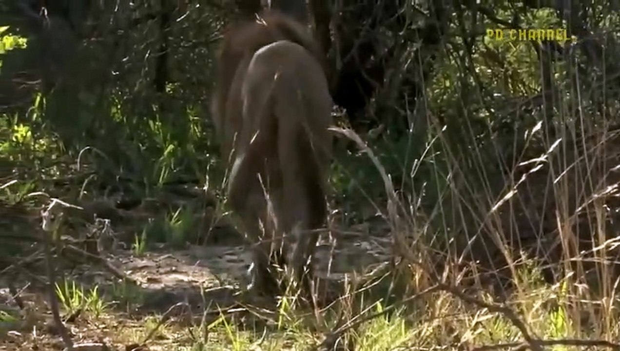 Can She Survive Lion Loses A Leg When Clashing With Ferocious Crocodile Monster To Protect Prey