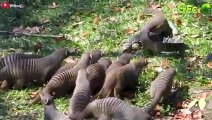 35 Terrifying Moments Mongoose Rips Outs Lizard Eyes, What Happened Next   Animal Fight