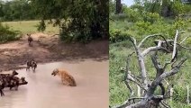 Aggressive Wild Dogs Bite The Hyena's Nose Off To Steal Prey, But The Profiteer Is Leopard