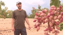 El cultivo del pistacho, una apuesta de muchos productores para tener rentabilidad y combatir el cambio climático