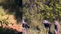 Gangster Monkeys! Aggressive Baboons Suddenly Appeared To Attack Leopard And Lion Just For Fun