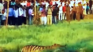 Harsh Punishment! Hungry Tiger Risked His Life To Steal  Cow Must Received The Most Dire Ending