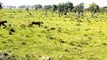 Lions Suddenly Attack Mating Zebra And The Savage Counterattack Of The Couple