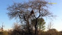 Never Seen Before! Mad Leopard Grabbed Hyena, Dragged It To The Tree And Brutal Tortured To Death
