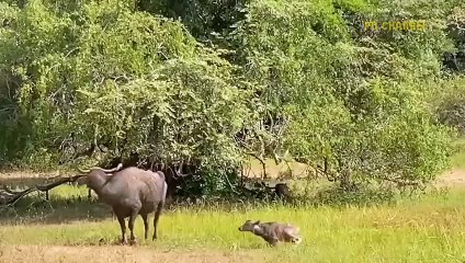 Painful! Helpless Leopard Endure The Cruel Punishment Of Angry Mother Buffalo For Hunting Her Calf