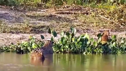Painful! Hungry Leopard Ventures Into Crocodile Territory To Hunt And Tragedy Ensues.