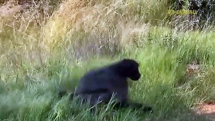 Provoke The Monkey Leader! Arrogant Leopard Must Receive The Most Dire Consequences