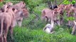 OMG! Lion Was Seriously Injured When Rhino Horn Pierced His Head During A Head-To-Head Confrontation