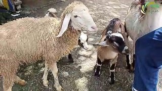 Cute and Funny Sheep and Goat Eating Video Fight