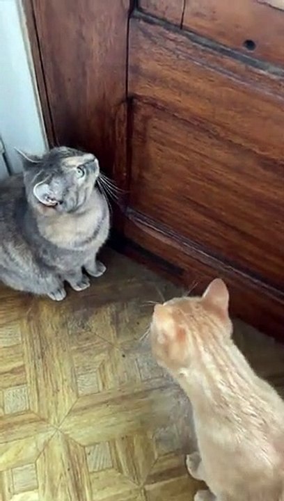Cat Magnet: The Sounds That Bring Feline Friends to Your Side