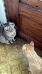 Cat Magnet: The Sounds That Bring Feline Friends to Your Side