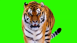 tiger green screen video no copyright