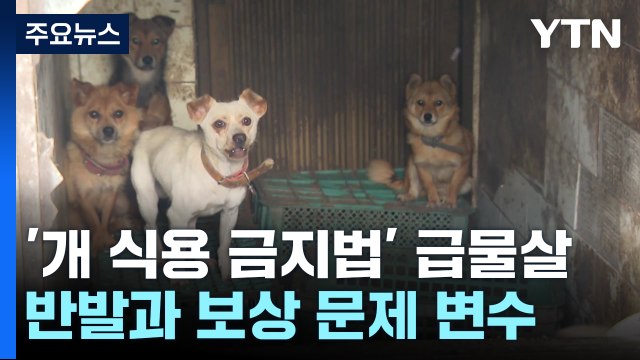 '개 식용 금지법' 급물살...반발과 보상 문제 변수 / YTN