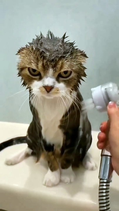 CUTE KITTEN CAT VIDEO