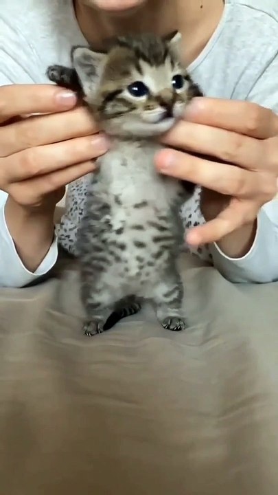 CUTE KITTEN CAT VIDEO 2