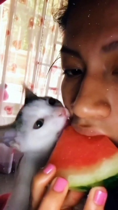 CUTE KITTEN CAT VIDEO 8
