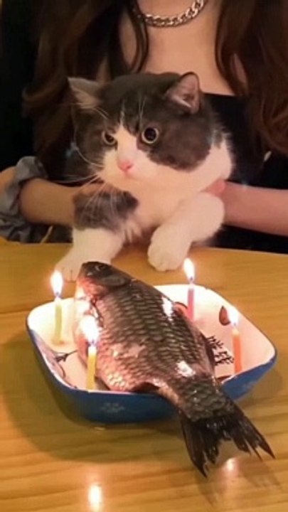 CUTE KITTEN CAT VIDEO 10