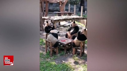 Birlikte oturup karpuz yiyen pandalar