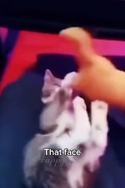 funny animals cat and dogs