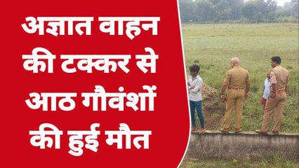 अयोध्या: राष्ट्रीय राजमार्ग पर 8 गौवंशो की मौत, ऐसे हुआ हादसा; मचा हड़कंप