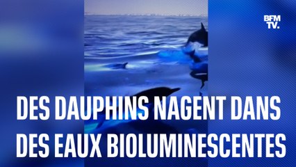 Californie: ces dauphins nagent dans des eaux bioluminescentes