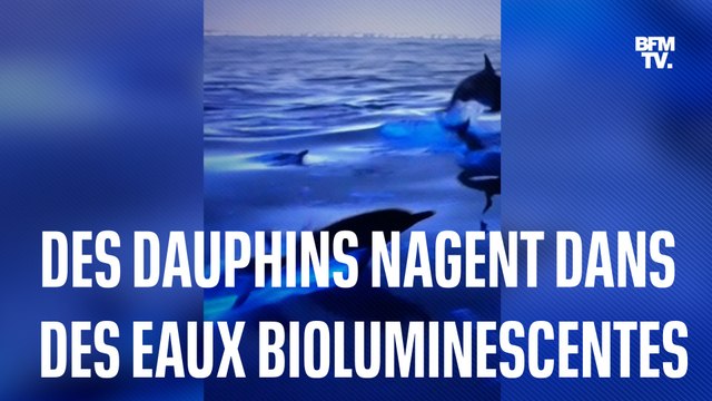 Californie: ces dauphins nagent dans des eaux bioluminescentes