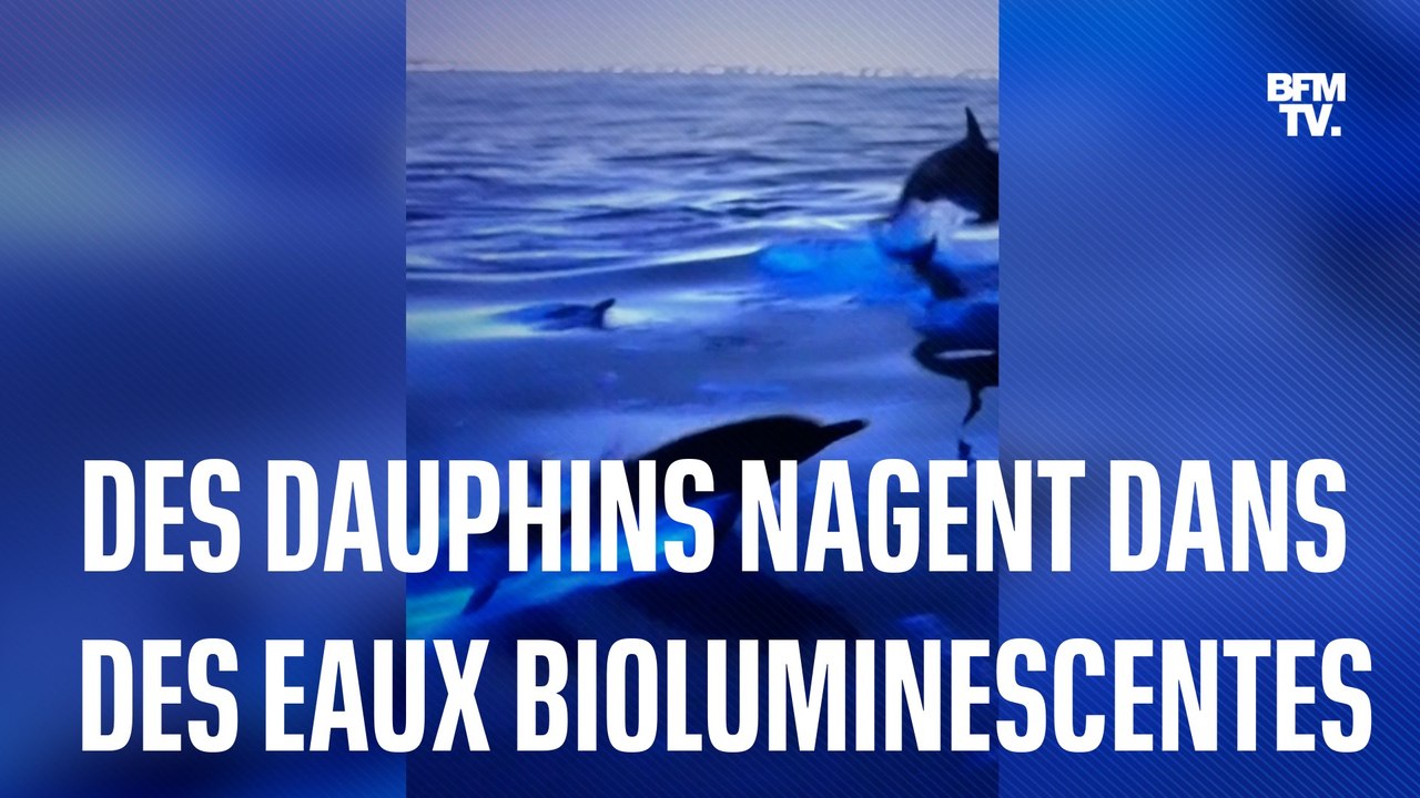 Californie: ces dauphins nagent dans des eaux bioluminescentes