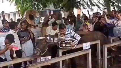 रतलाम: पटवारीयो ने बजाई भैंस के आगे बीन, किया अनोखा प्रदर्शन