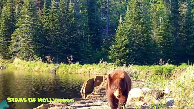 Adorable video shows mama bear teaching cubs to rip down trail cameras
