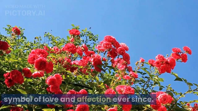 Facts about ROSES // WORDS 26 // #rose #education #entertainment #information #facts