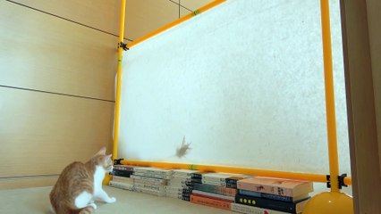 LuLu Charged Headfirst Into a Paper Wall! | Kittisaurus