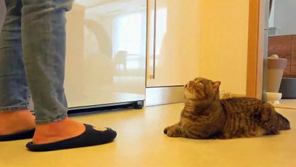 LuLu’s Obsessed with Bananas! | Kittisaurus