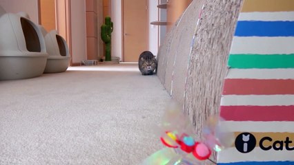 LuLu Got Kidnapped! | Kittisaurus