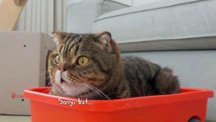 LuLu Will Go Anywhere for Pizza! | Kittisaurus