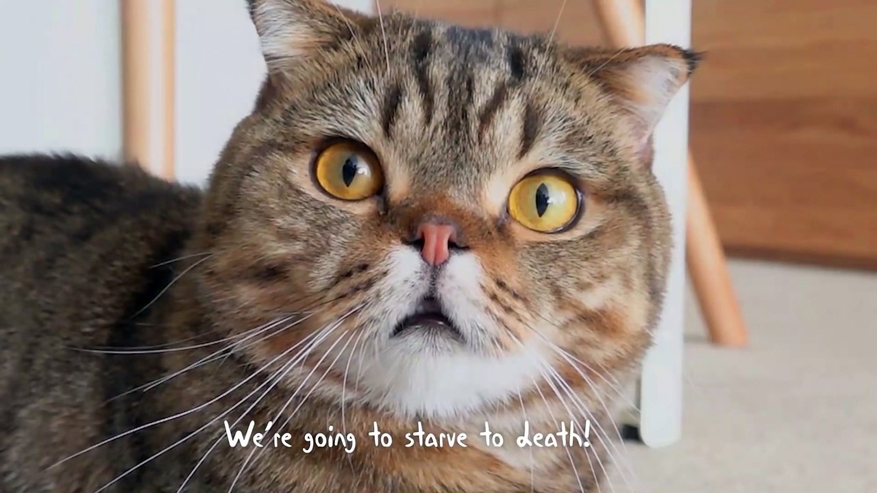 LuLu Always Wakes Me Up in the Morning! | Kitti...