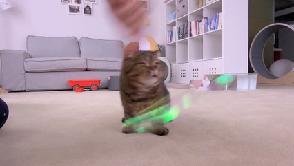 Let's Train LuLu! | Kittisaurus