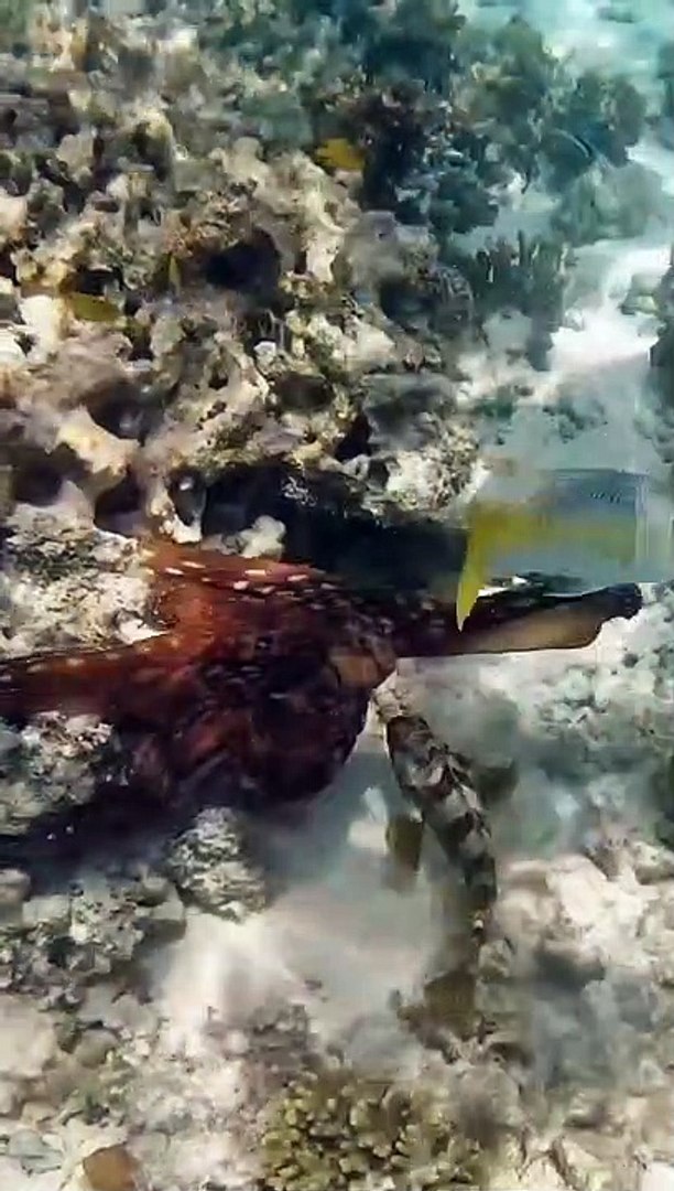 ⁣Octopus Punches a Fish